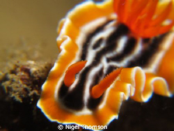 Chromodoris magnifica. East Timor. Canon G11. f8, 1/200 s... by Nigel Thomson 